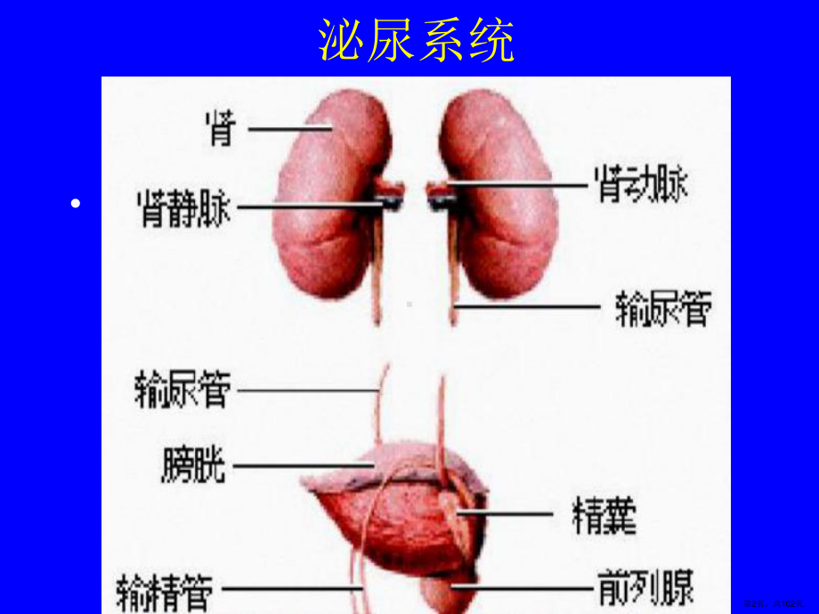 下wgy肾的排泄课件(PPT 102页).pptx_第2页