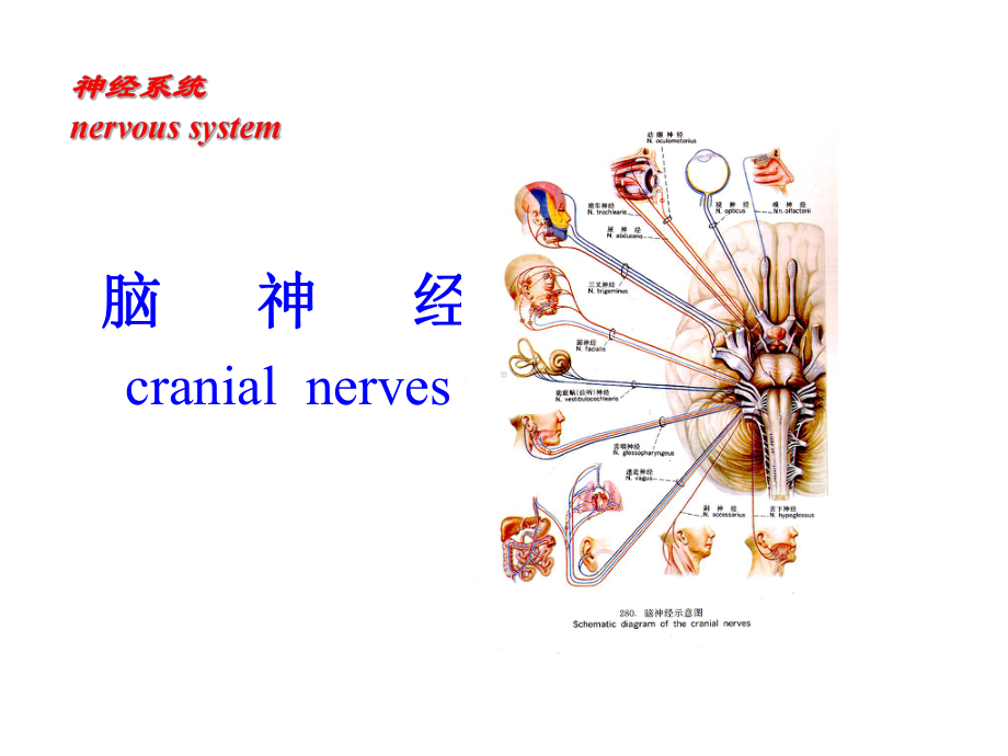 人体解剖学课件-脑神经.ppt_第1页