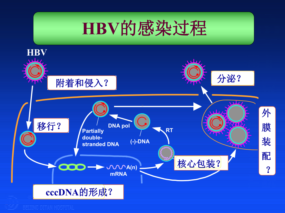 乙型肝炎病毒的异质性及临床意义-PPT课件.ppt_第2页