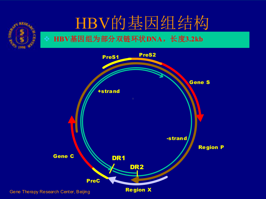 乙型肝炎病毒的异质性及临床意义-PPT课件.ppt_第3页