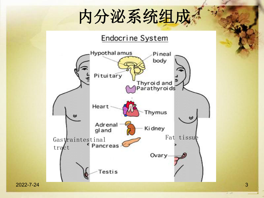 内分泌疾病诊断与治疗ppt课件.ppt_第3页