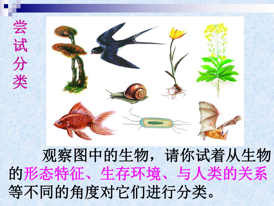 《生物的分类》ppt实用课件.ppt_第3页