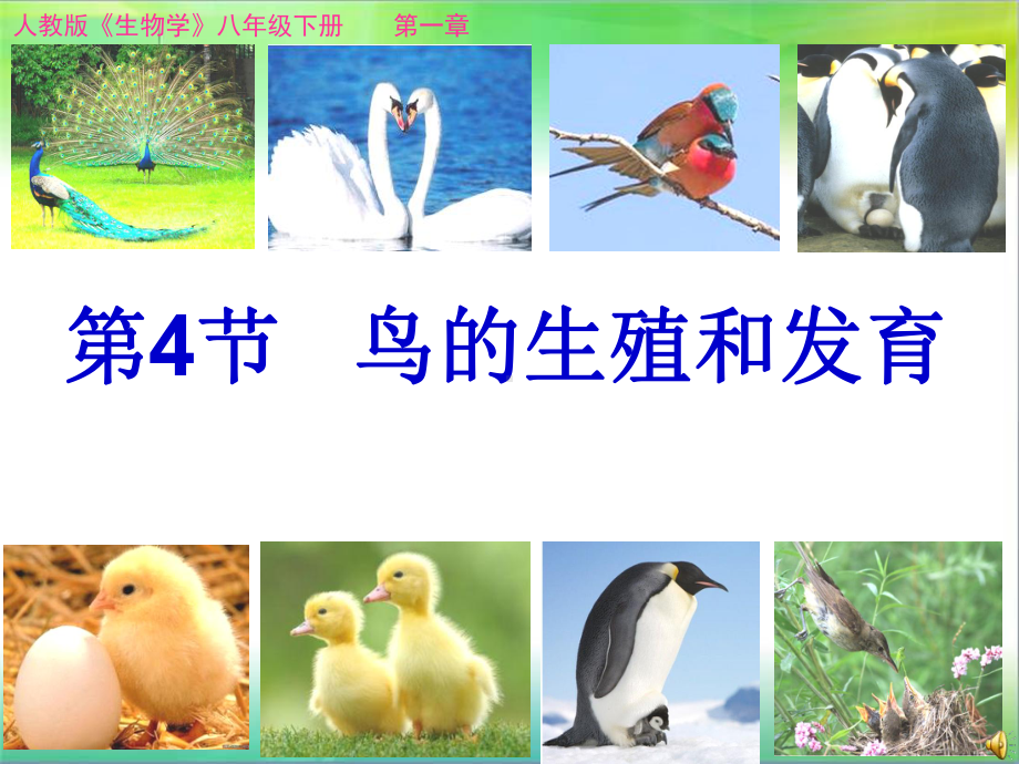 《鸟的生殖和发育》-课件.ppt_第1页