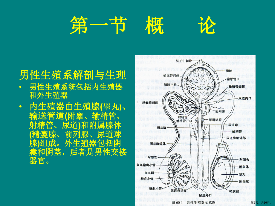 业务学习-男科学课件(PPT 36页).pptx_第2页