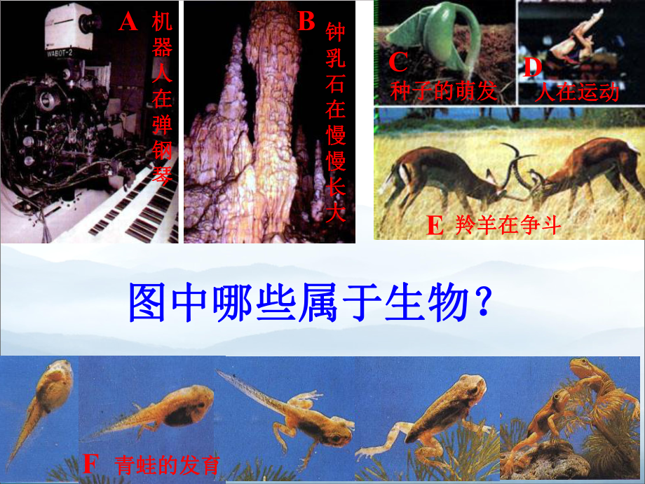 《我们周围的生物》PPT课件-.pptx_第2页