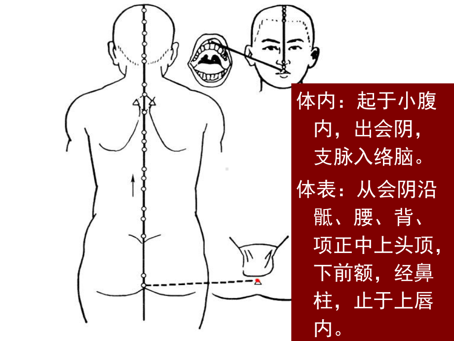 《针灸学》课件督脉.ppt_第2页