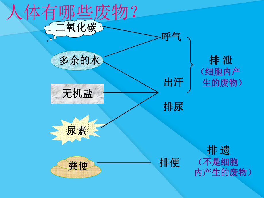 人体内废物的排出ppt15-人教版优秀课件.ppt_第3页