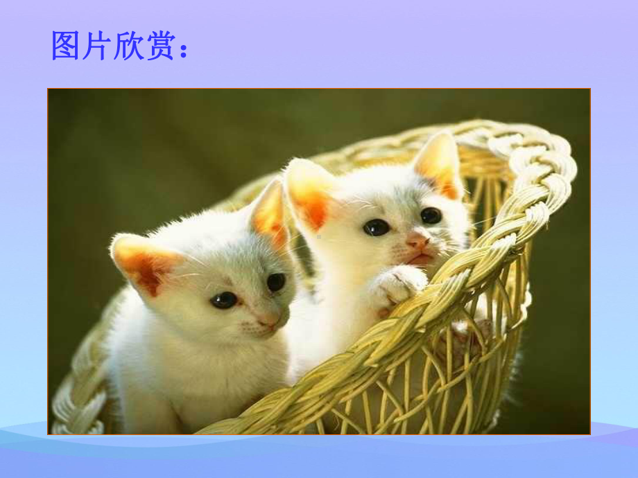 《猫》ppt课件优秀课件.ppt_第1页