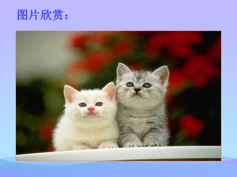 《猫》ppt课件优秀课件.ppt_第2页