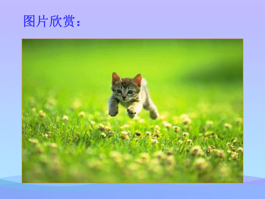 《猫》ppt课件优秀课件.ppt_第3页