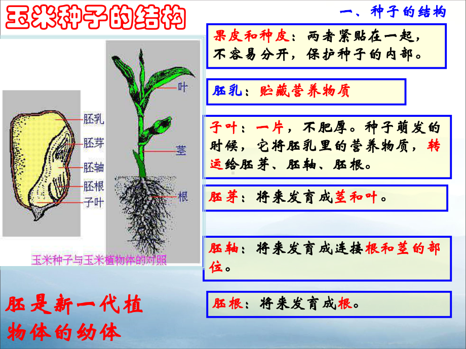 《植物的一生》PPT课件-.pptx_第3页