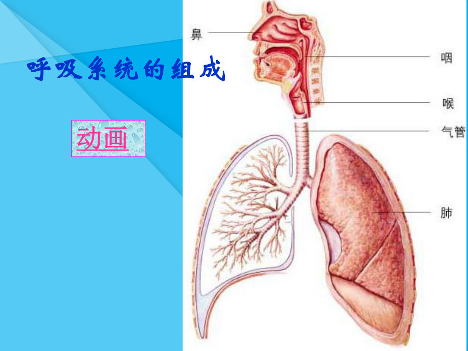 人体细胞获得氧气的过程ppt-北师大版优秀课件.ppt_第2页