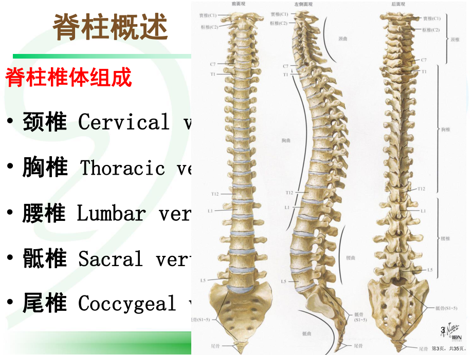 体格检查脊柱(课堂PPT)课件(PPT 35页).pptx_第3页