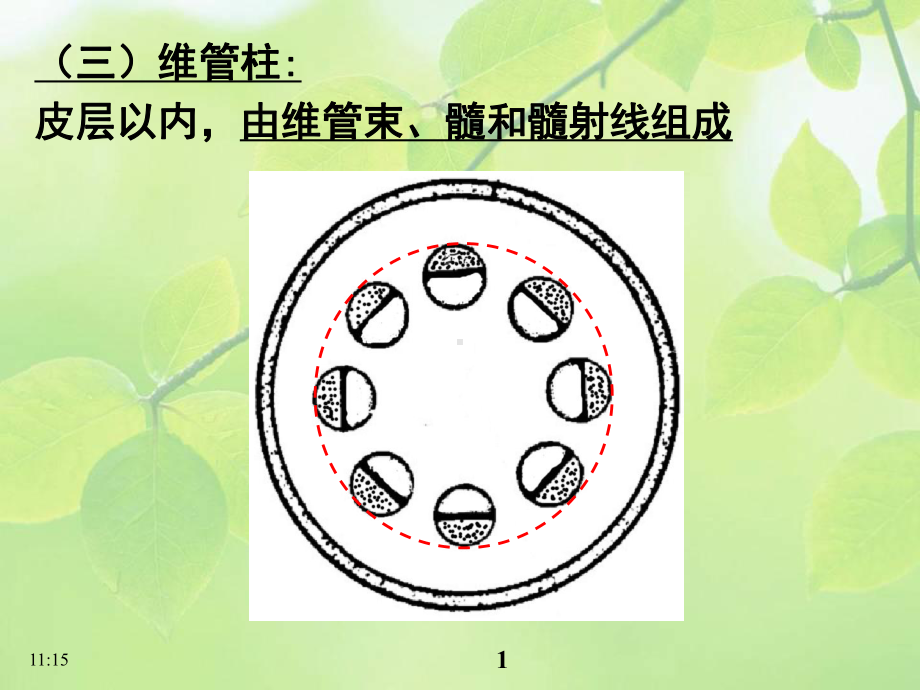 《植物学》课件：维管柱.ppt_第1页