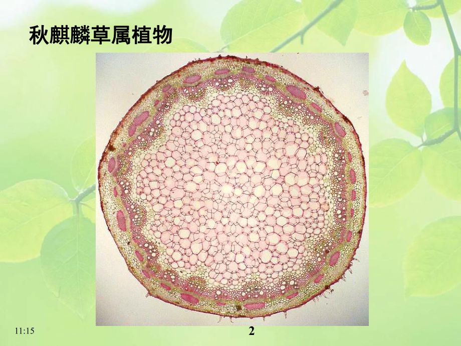 《植物学》课件：维管柱.ppt_第2页