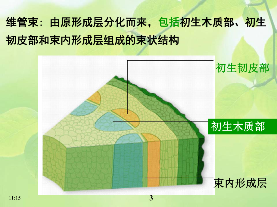 《植物学》课件：维管柱.ppt_第3页