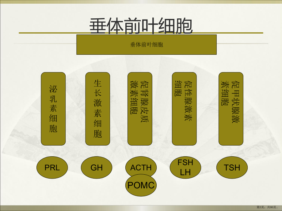 垂体疾病PPT医学课件(PPT 86页).pptx_第3页