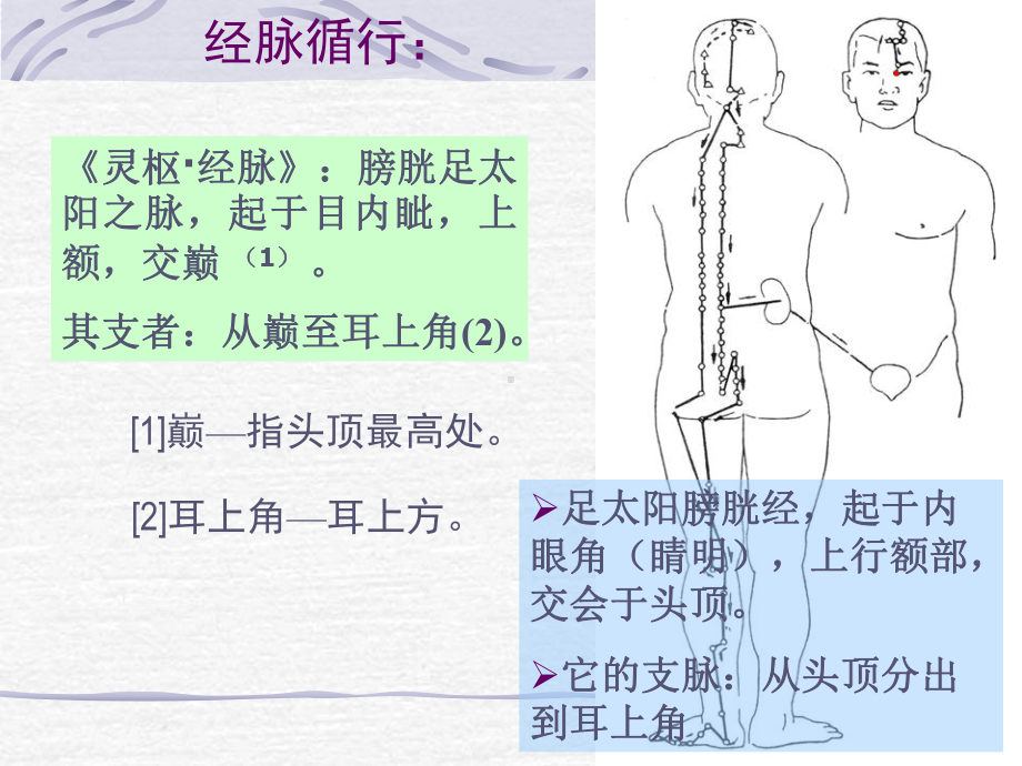 《针灸学》课件足太阳膀胱经.ppt_第3页