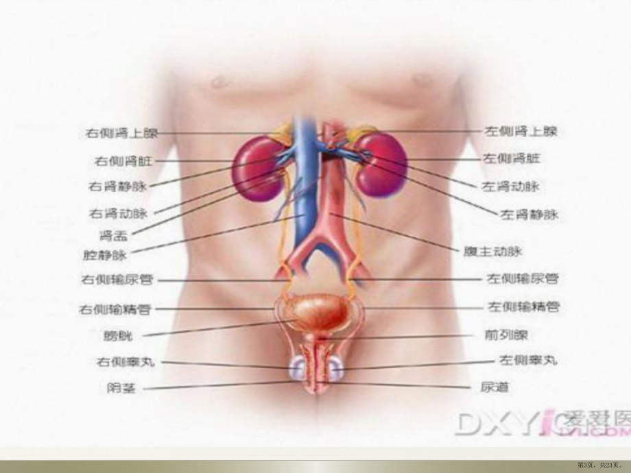 泌尿及男生殖系统疾病的主要症状和检查课件(PPT 23页).pptx_第3页