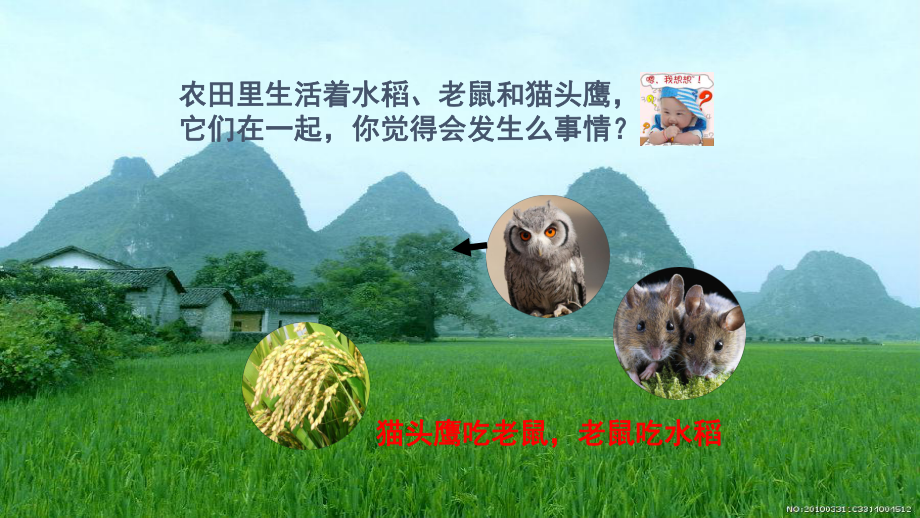 《有趣的食物链》-完整版PPT课件.ppt_第3页