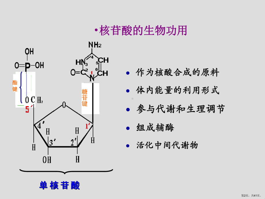 医学生物化学(正常人体学)核苷酸课件(PPT 41页).pptx_第2页