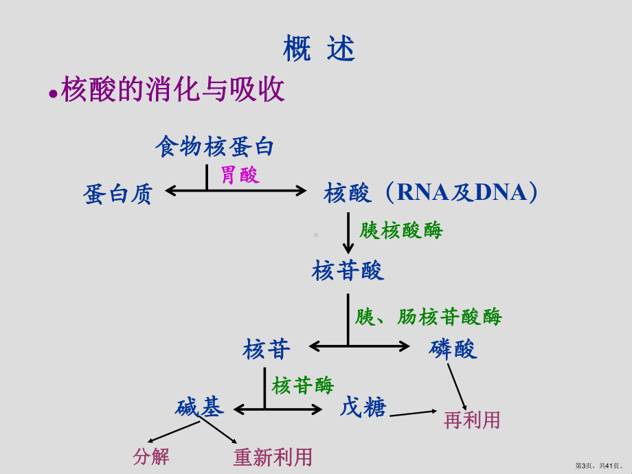 医学生物化学(正常人体学)核苷酸课件(PPT 41页).pptx_第3页