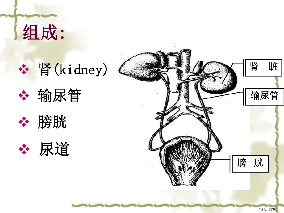 执业兽医资格考试组织学泌尿系统(ppt)课件(PPT 37页).pptx_第2页