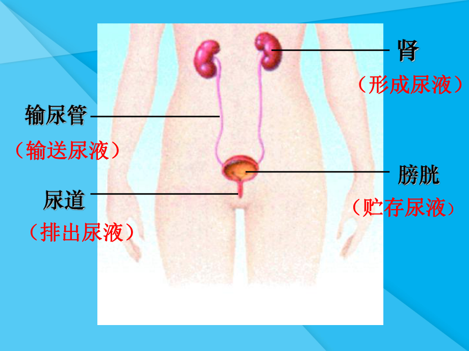 人体泌尿系统的组成ppt1-苏教版优秀课件.ppt_第3页