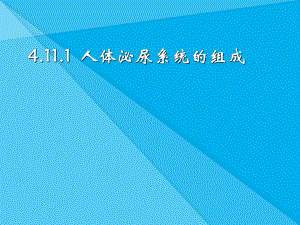 人体泌尿系统的组成ppt1-苏教版优秀课件.ppt