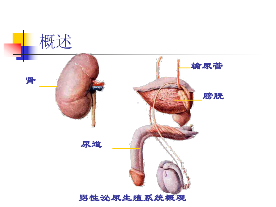 《组织学与胚胎学》课件15章-泌尿系统.ppt_第3页