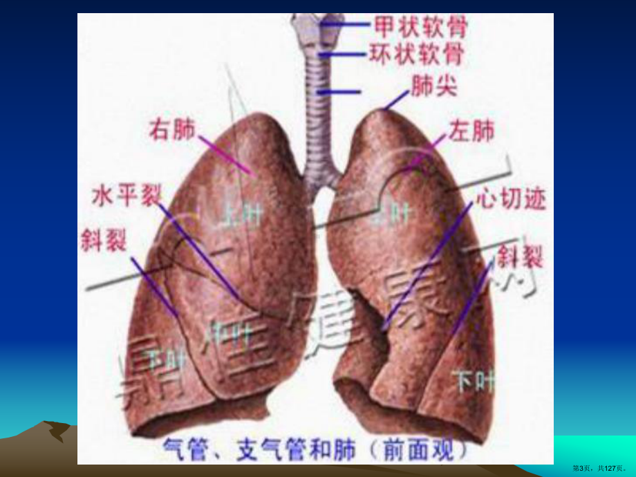 中医内科-课件-肺胀(PPT 127页).pptx_第3页