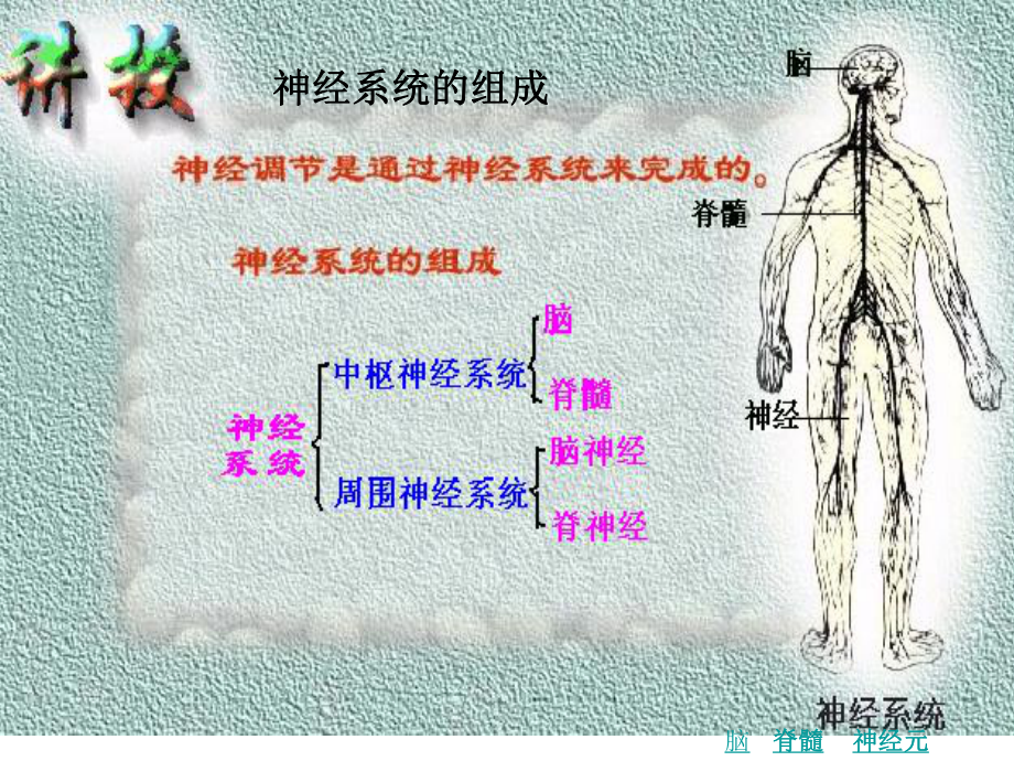 动物和人体生命活动的调节1-PPT课件.ppt_第2页