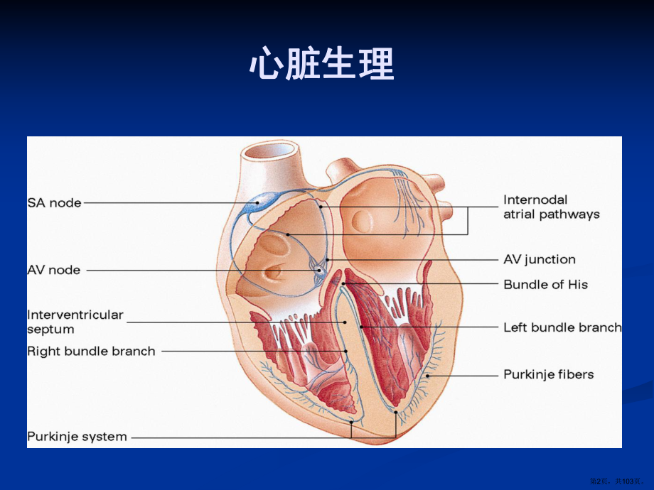 内科护理学-心律失常课件(PPT 103页).pptx_第2页