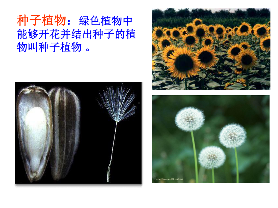 《植物的生长和发育》ppt实用课件.ppt_第2页