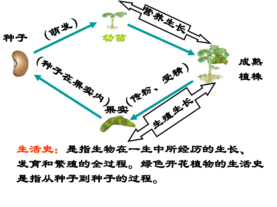 《植物的生长和发育》ppt实用课件.ppt_第3页