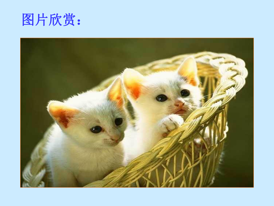 《猫》-优秀课件.ppt_第2页