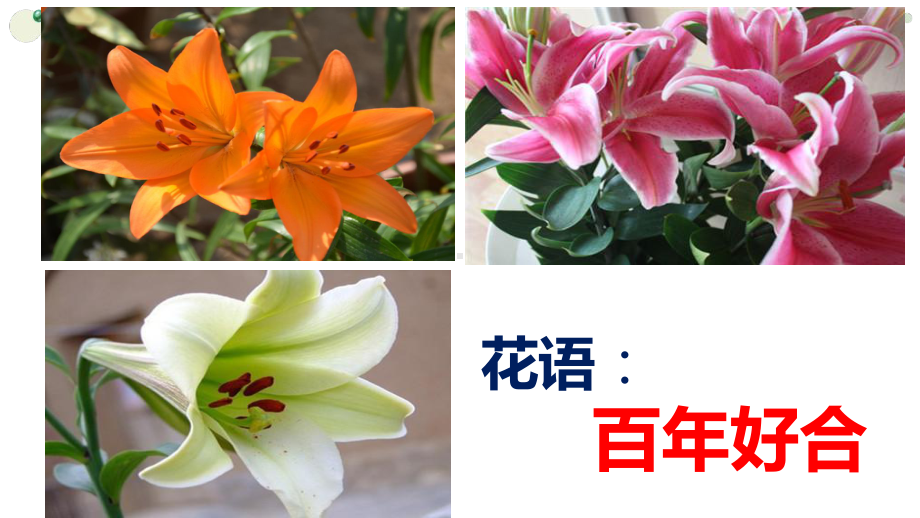 《百合花》课件张1.pptx_第1页