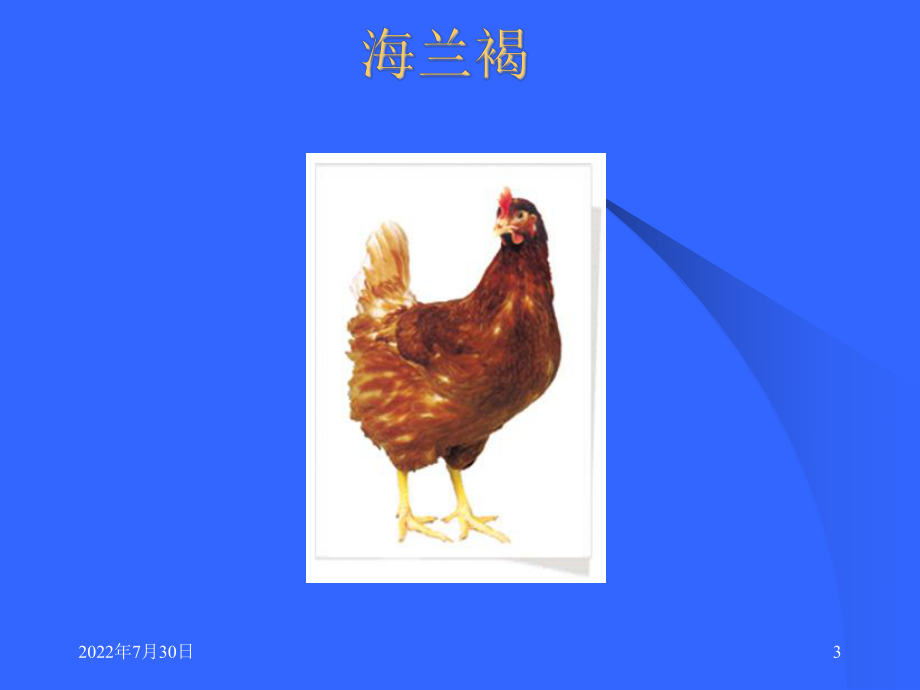 《鸡的饲养管理》PPT课件.ppt_第3页