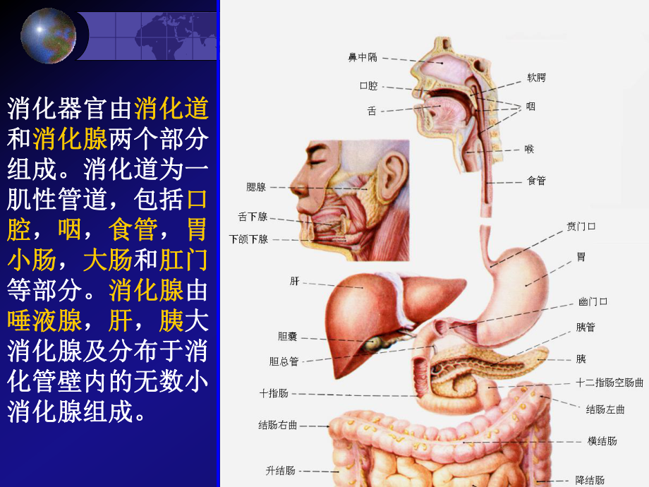 动物生理学第次ppt课件.ppt_第3页