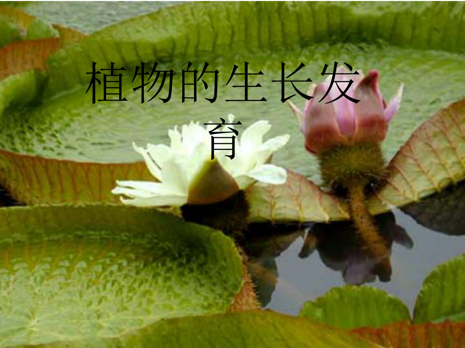 《植物的生长发育》ppt实用课件.ppt_第1页