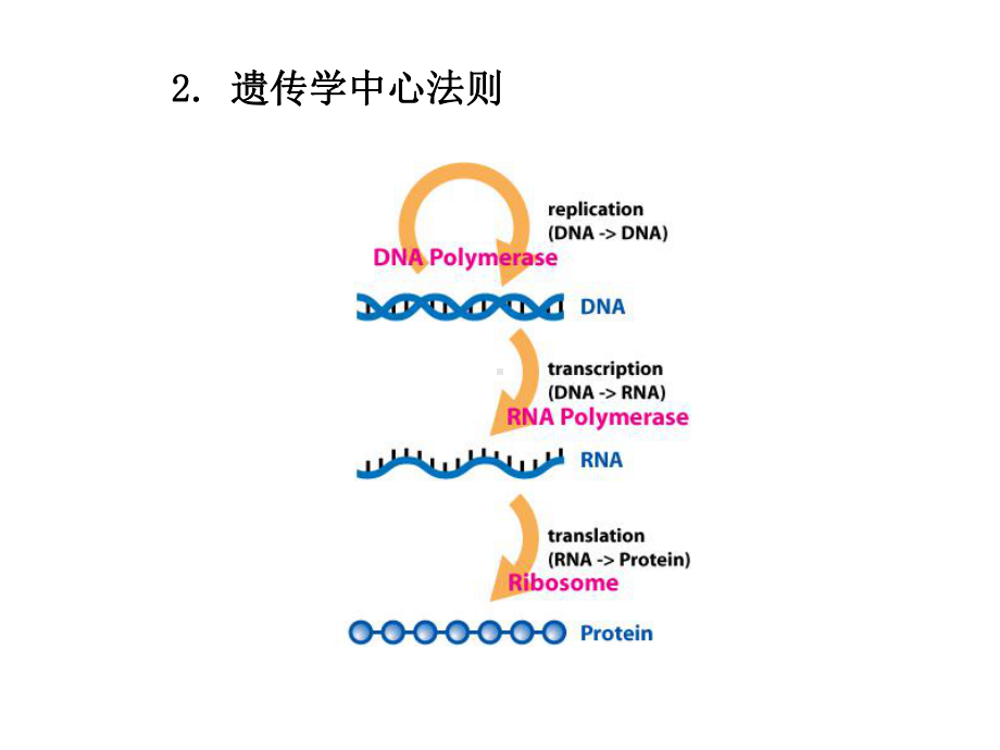 分子生物学-1PPT课件.ppt_第3页