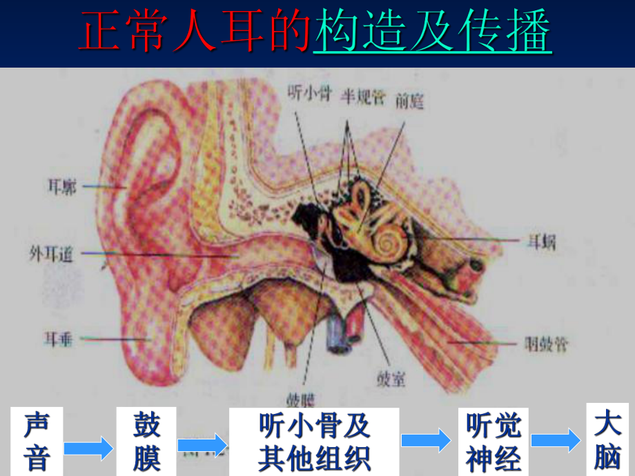 《我们怎样听到声音》教学课件1-人教版.ppt_第2页