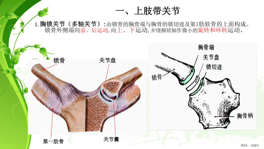 上肢关节及分类课件(PPT 22页).pptx_第3页