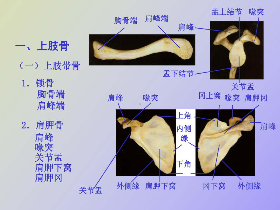 （课件）肢骨骼解剖和骨折.ppt_第3页