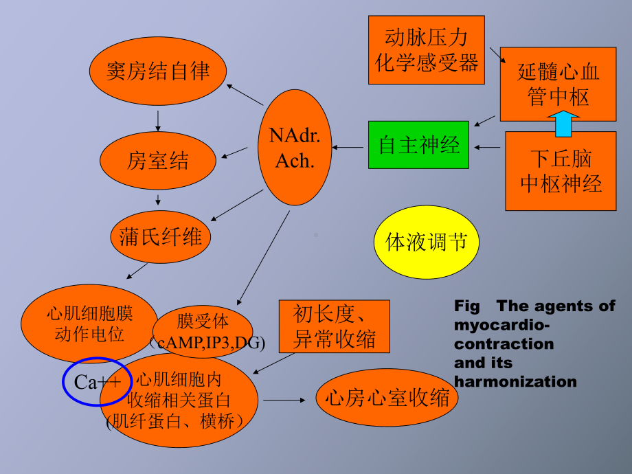 （课件）循环系统-脏器循环.ppt_第2页