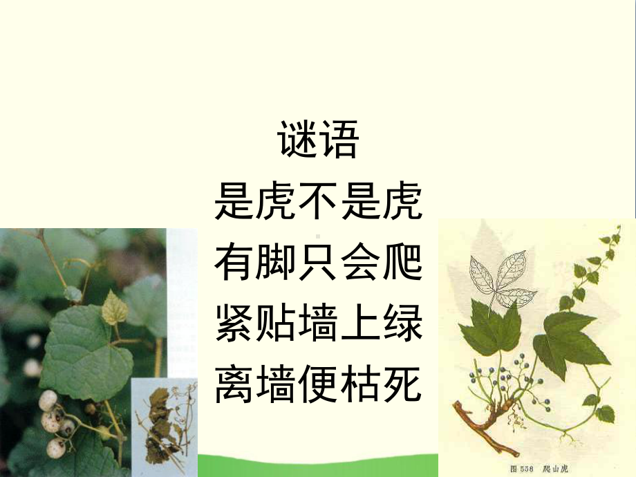 《爬山虎的脚》PPT优秀课件13.ppt_第2页