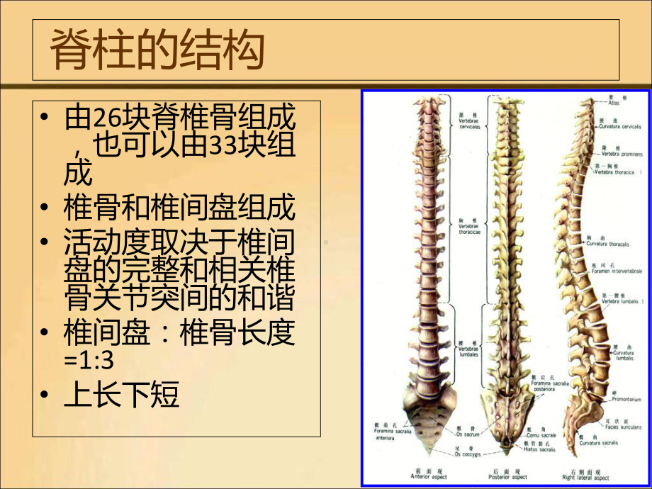 假肢与矫形器技术ppt课件.ppt_第2页