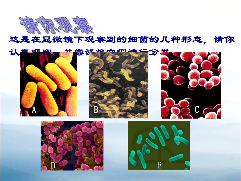 《细菌》PPT课件-.pptx_第3页