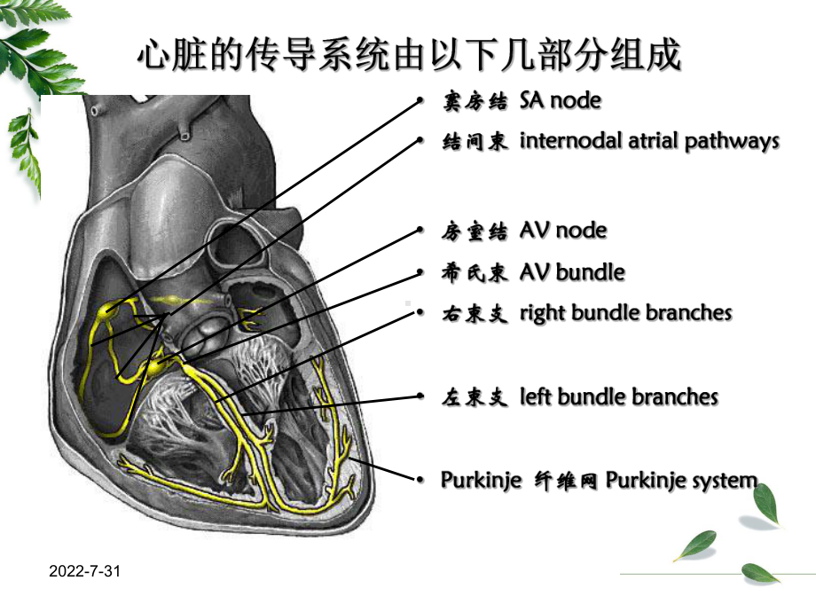 专科护士讲课心电图基础ppt课件-PPT精选.ppt_第2页