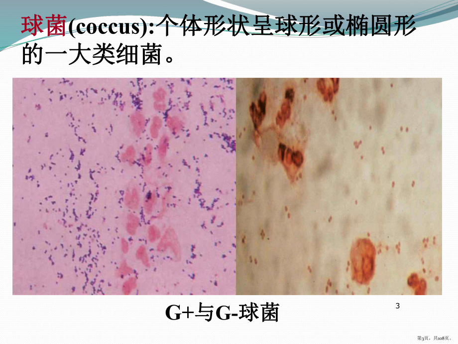 医学微生物学球菌ppt课件(PPT 108页).pptx_第3页